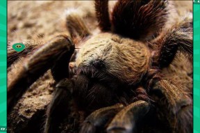 Kaiyun- 世界足球莱万多夫斯基 